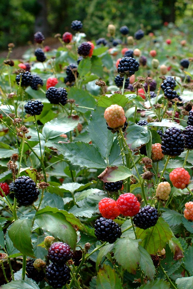 Blackberry 4520ajpg.jpg thumbnail